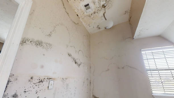 Best Forensic Mold Investigation  in Sea Bright, NJ