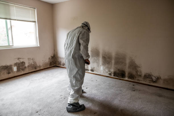 Best Black Mold Removal  in Sea Bright, NJ